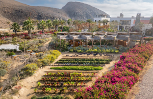 Sustainability in Los Cabos: Eco-Friendly Travel