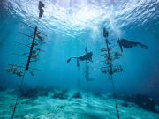 Coral Restoration in the Caribbean