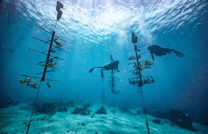 Coral Restoration in the Caribbean