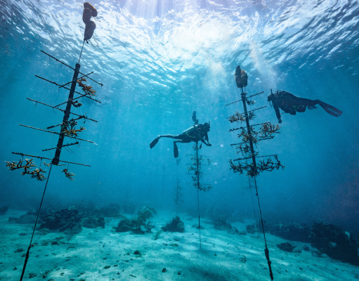 Coral Restoration in the Caribbean