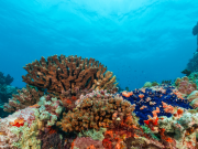 When the Ocean Thrives, the City Thrives