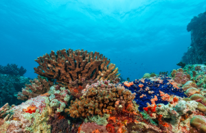 When the Ocean Thrives, the City Thrives