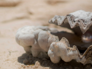 Pearl Diving in the UAE – History and Heritage