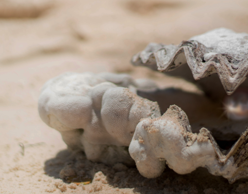 Pearl Diving in the UAE – History and Heritage