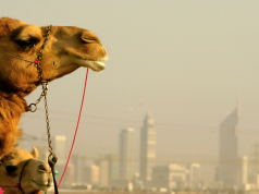 A Garden Escape Pops Up at Nad al Sheba Mall © Canva