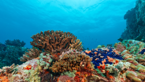 DUBAI REEF
